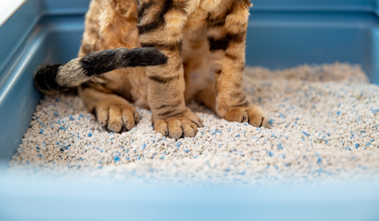 Best Cat Litter for Cats: Top Choices for Every Owner